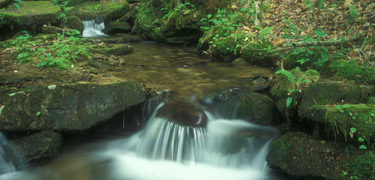 Water rushes over a small falls on Williams Creek.