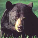 Evening Black Bear Program at Bandy Creek Campground on Saturday