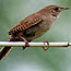 Birds in the Park