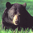 Black Bear