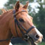 Horseback Riding
