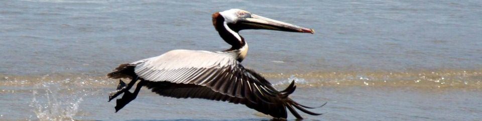 Brown Pelican taking off.