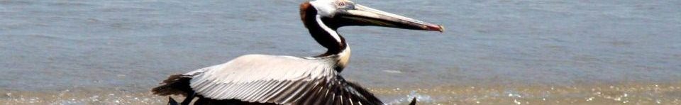 Brown Pelican taking off.