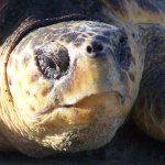 Sea turtle on the beach.