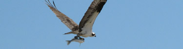 Osprey