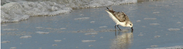 Sanderling