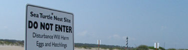 Sea Turtle Nest Site
