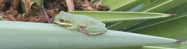 Squirrel Tree Frog