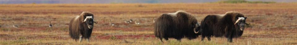A group of muskoxen on the tundra