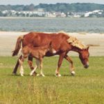 Mare and Foal