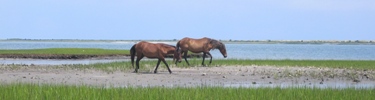 Wild Horses