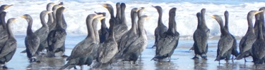 Cormorants