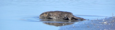 Nutria Swimming