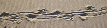 Nutria Tracks