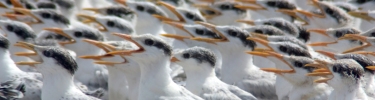 Royal Tern Creshe