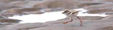 Piping Plover Chick