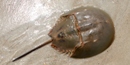 Horseshoe Crab