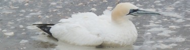 Gannet
