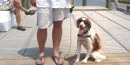 Dog on Leash