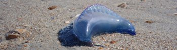 Portuguese Man of War
