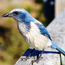 Florida Scrub Jay