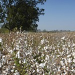 Oakland and Magnolia Plantation