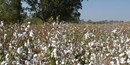 Cotton Cotton
