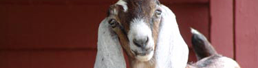young floppy eared goat looking curiously at camera