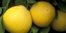 Frangrant but sour, Sevilla oranges still grow in St. Augustine today Frangrant but sour, Sevilla oranges still grow in St. Augustine today