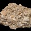 All About <I>Coquina</I>