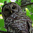Park Wildlife Gallery