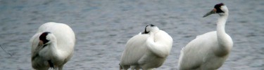 Whooping Cranes on the Chattahoochee River - An NPS Photo
