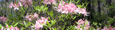 Pink Azaleas in the Palisades Area - Photo by Matt Harr