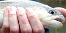A Rainbow Trout before release - Photo by Russell Virgilio A Rainbow Trout before release - Photo by Russell Virgilio