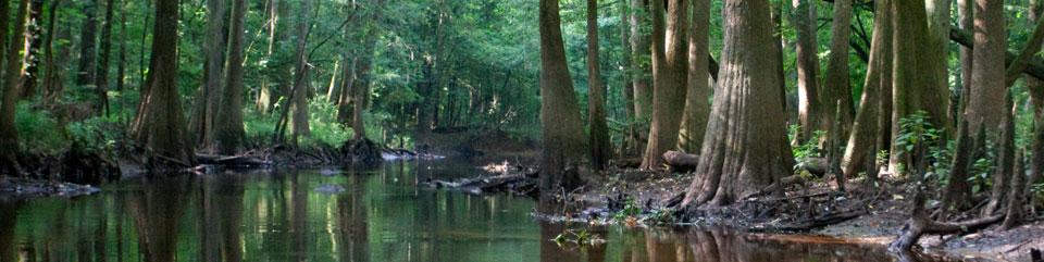 Bald Cypress and Water Tupelo along Cedar Creek