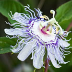 Flower in the Floodplain Forest