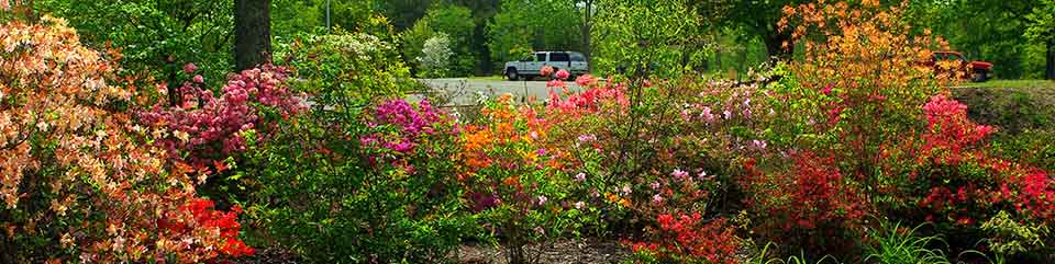 Azaleas bloom in the lower parking lot at the Cowpens National Battlefield Visitor Center.