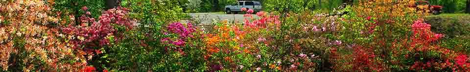 Azaleas bloom in the lower parking lot at the Cowpens National Battlefield Visitor Center.