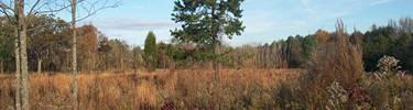 native grasses