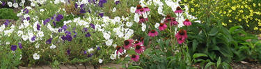 summer flowers