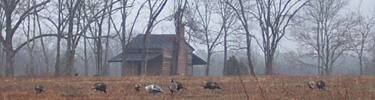 turkeys in front of 1828 cabin