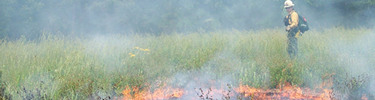 Prescribed burn helps control exotic species.