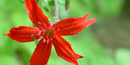 Fire Pink, a bright red appalachian wildflower. Fire Pink, a bright red appalachian wildflower.