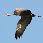 Image of a sandhill crane in flight