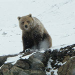large grizzly bear sits on snowy rocks
