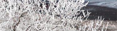 Primrose--Winter--Tim-Rains-Photographer