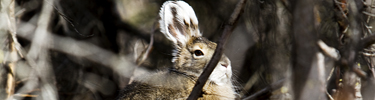 hare top photo