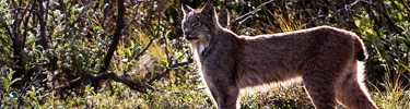 lynx-top-photo