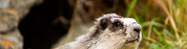 marmot-top-photo