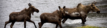 moose-top-photo